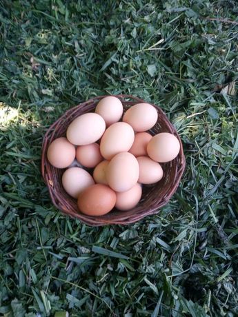 Домашні свіжі яйця
