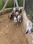 Cabras anãs para venda