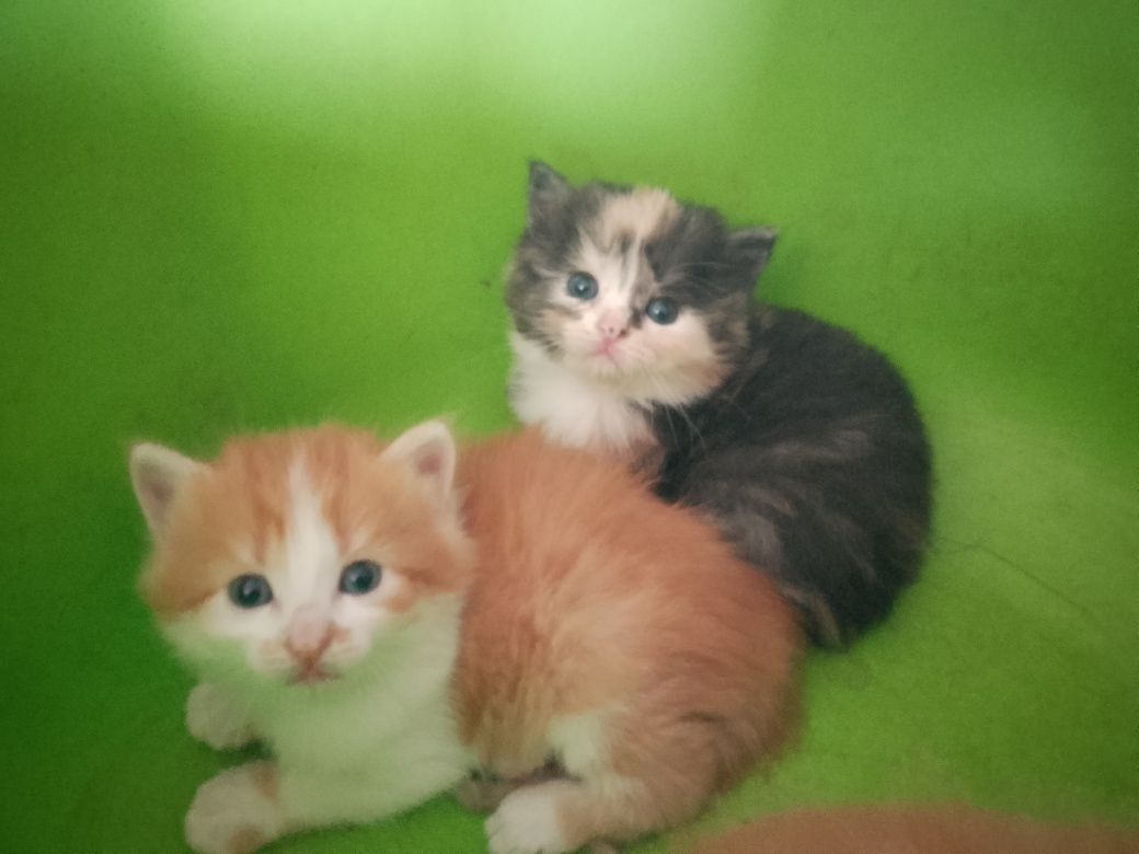 Вiтдамо котиків у добрі руки