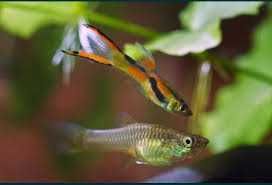 Guppy Endeler Adultos