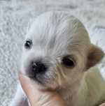 Chihuahua suczka ZKwP FCI