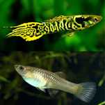 Guppy Endler tiger