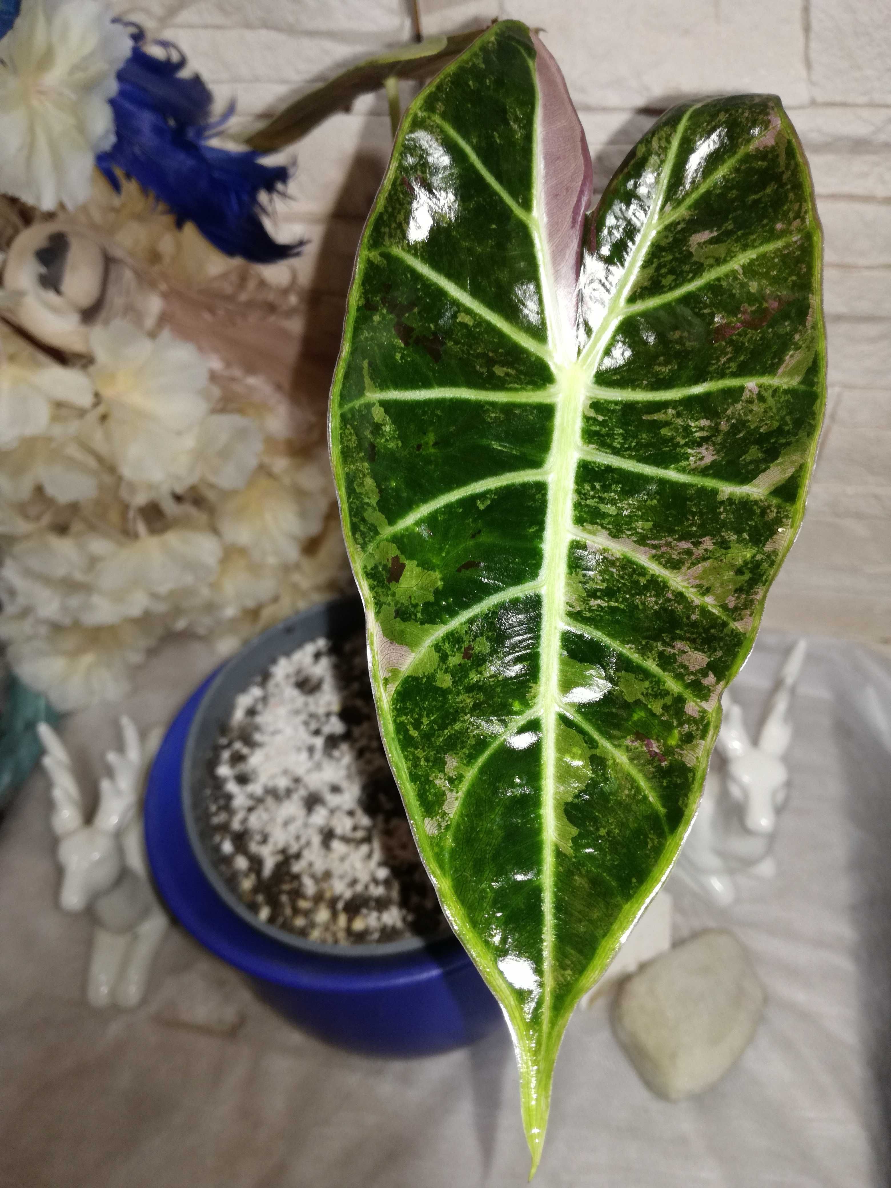 INTERNATIONAL Alocasia Longiloba Pink Variegata alokazja philodendron