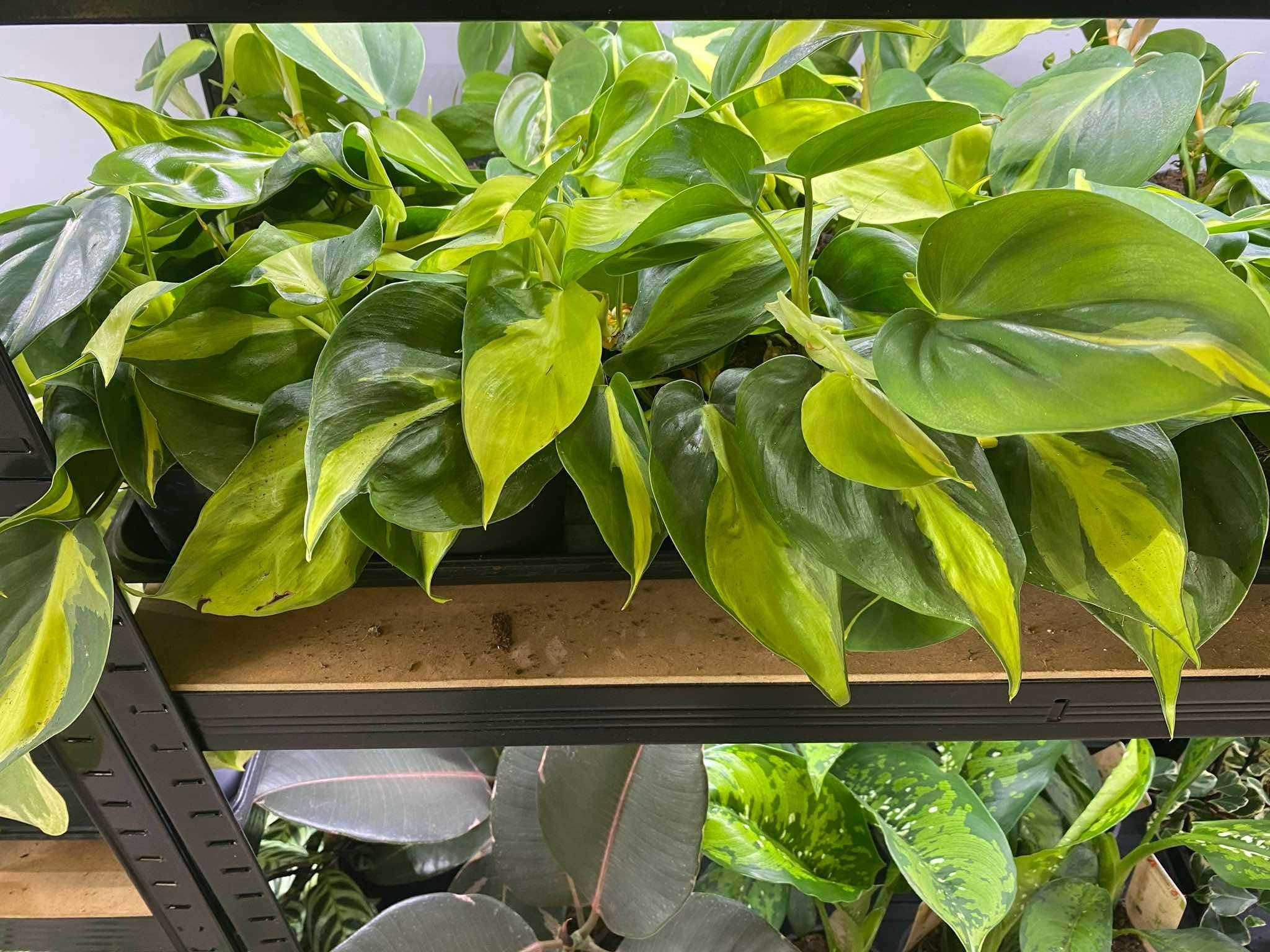 Philodendron Scandens Brasil Pięknie Wybarwiony Ogrzewacz w Cenie