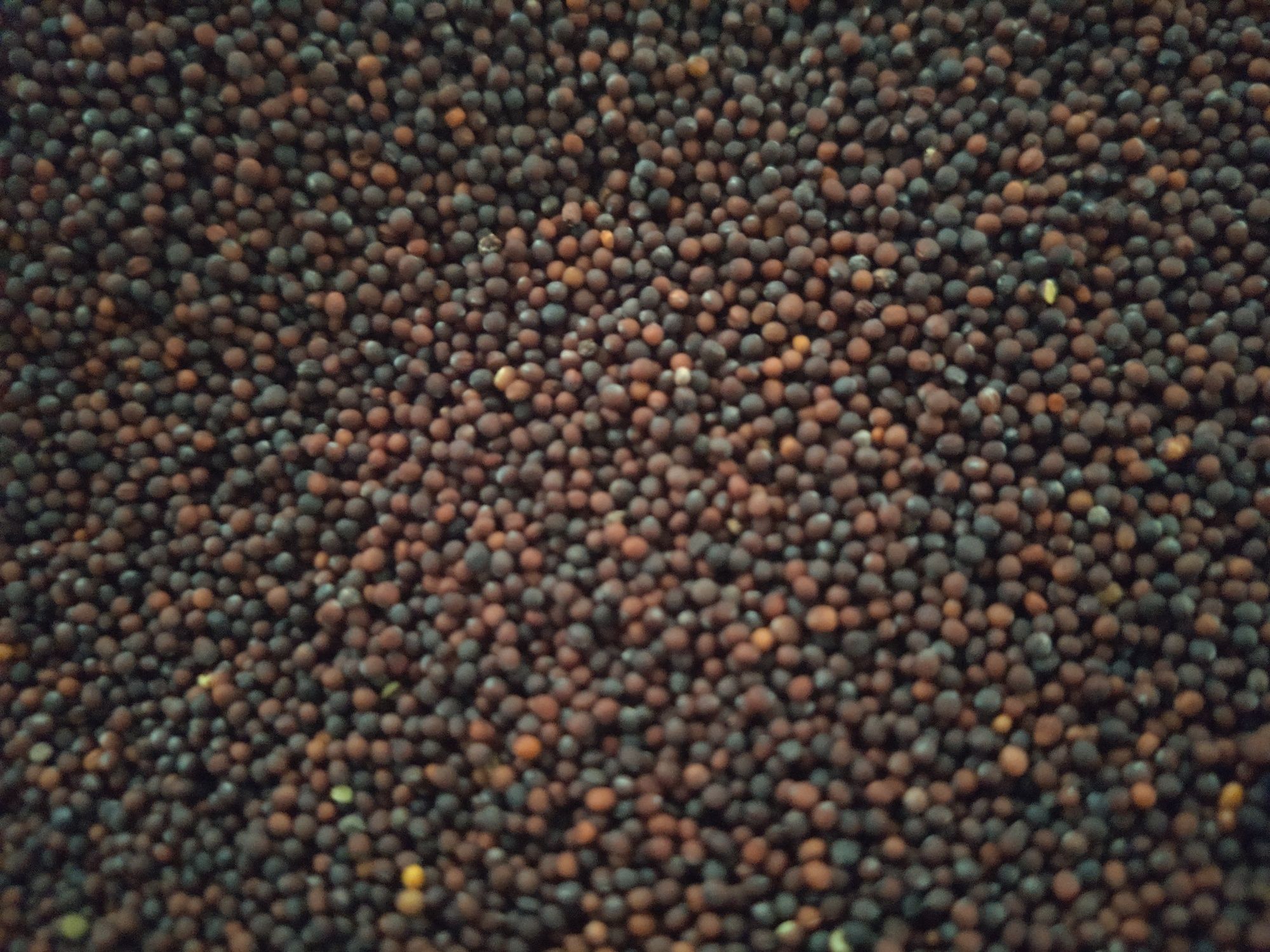 1 KG RZEPA Nasiona ścierniskowa, pastewna,poplon,pasza