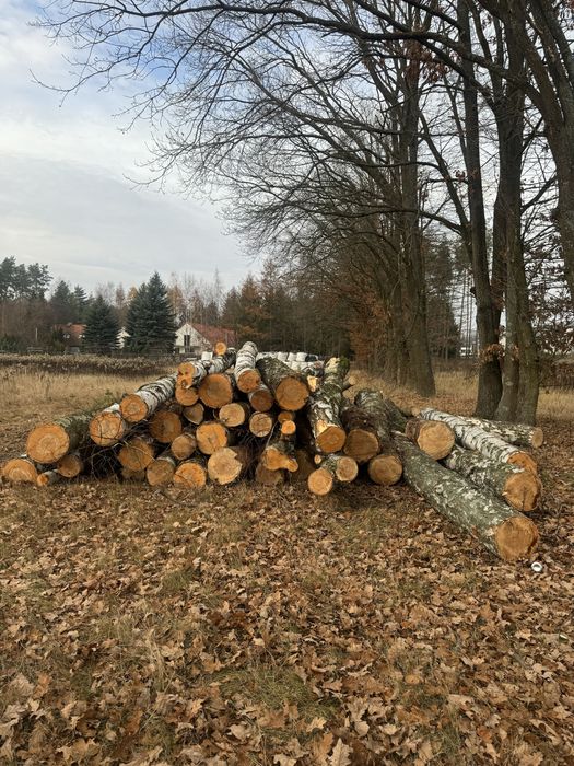 Brzoza pocięta drzewo opałowe