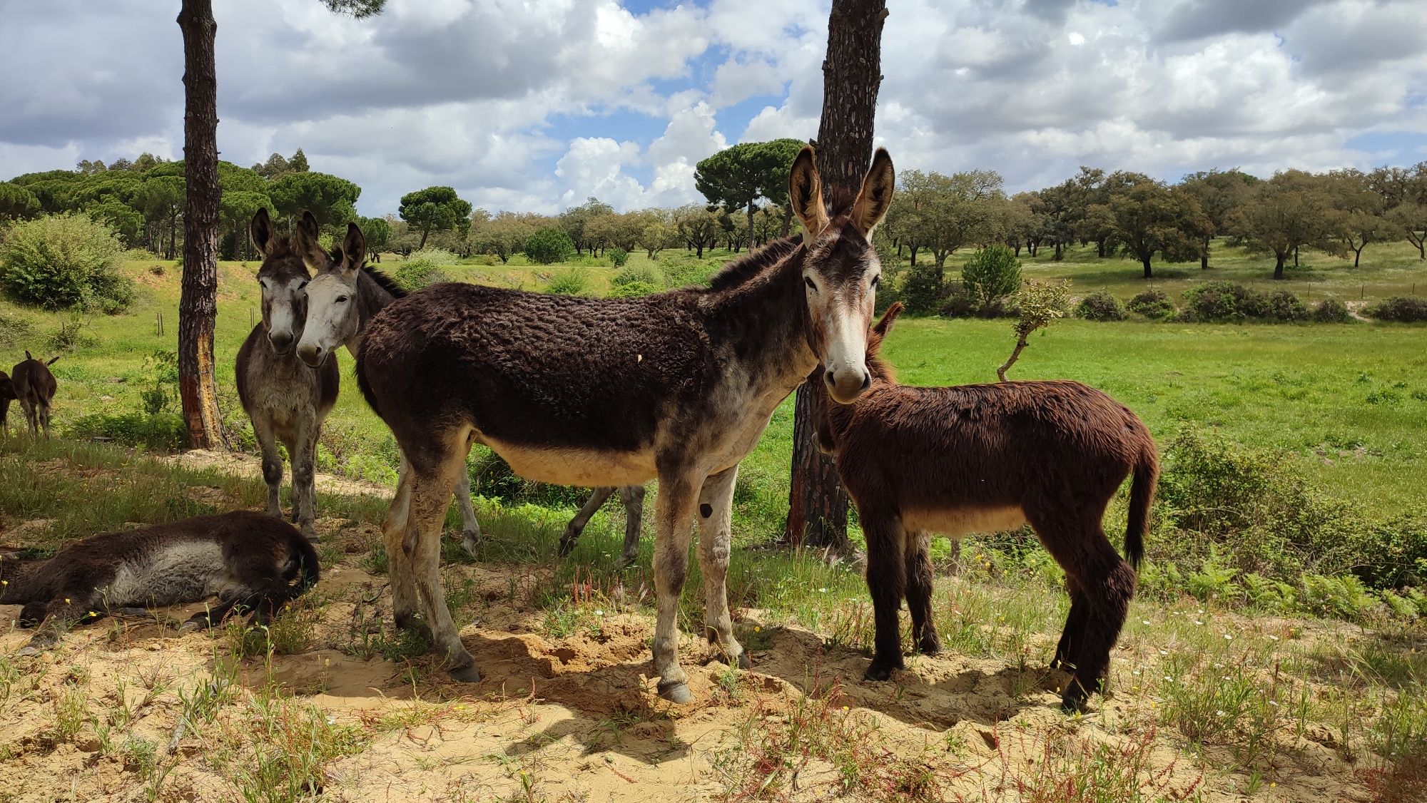 Burros,  Burras e crias