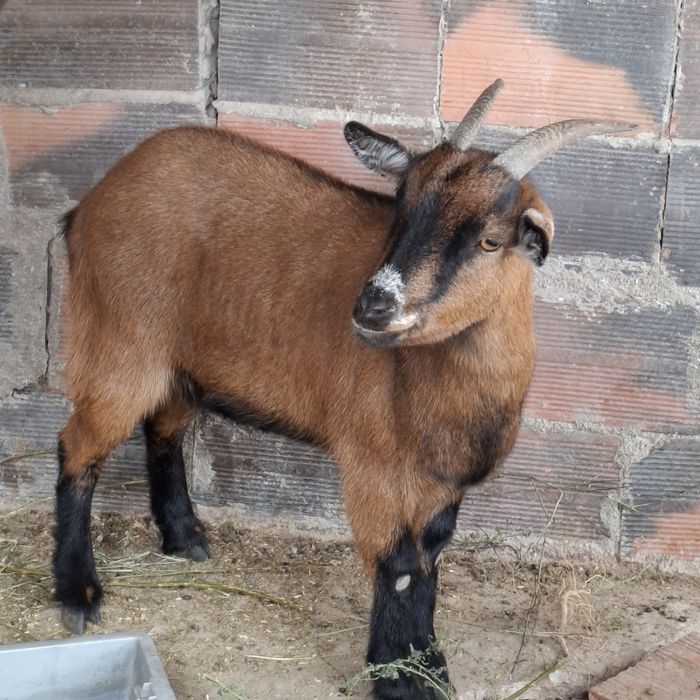 Cabra 10 meses meiguinha