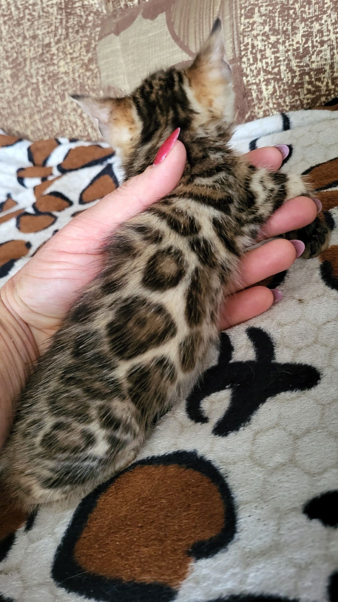 Бенгальские котята wcf.