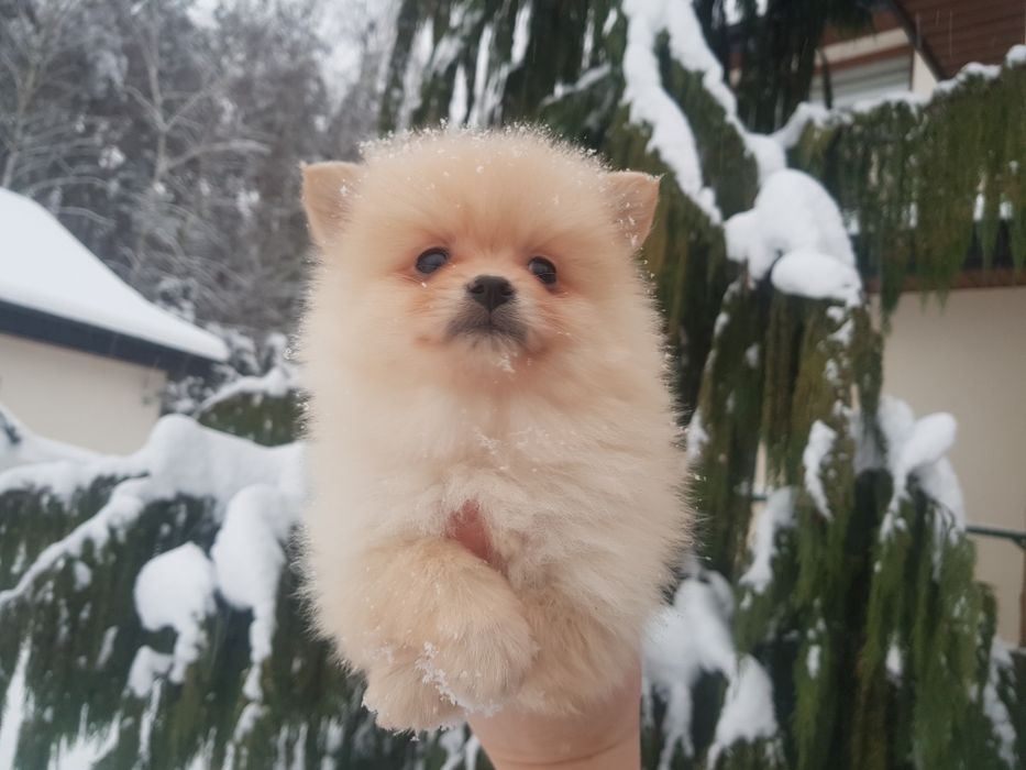 Szpic miniaturowy Pomeranian szczeniaki z rodowodem piesek suczka