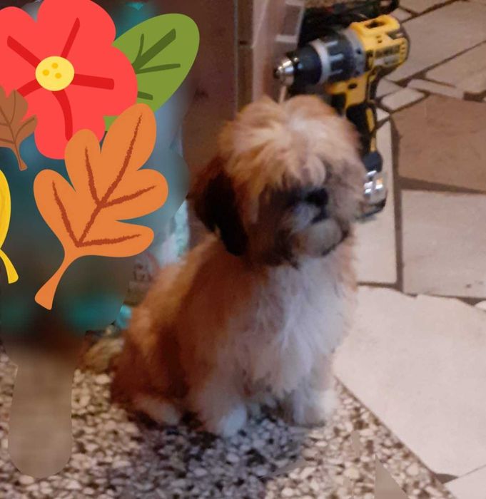Lhasa apso slodki maluch
