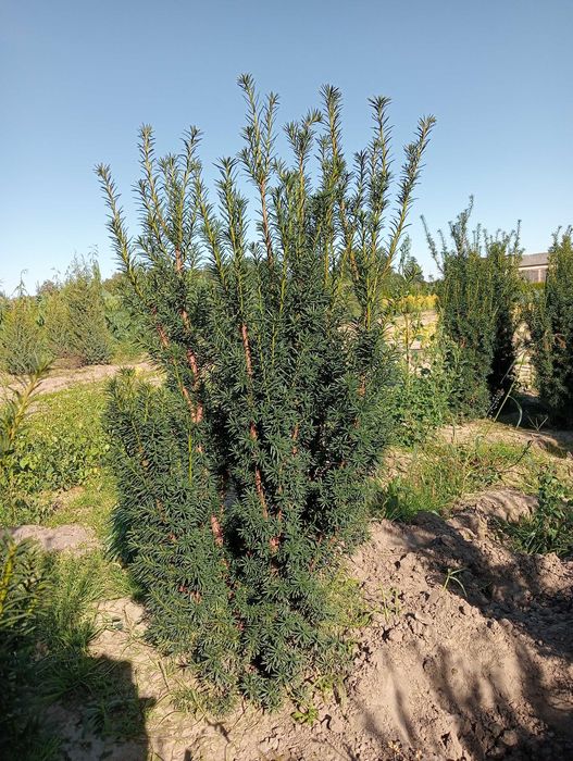 Tuja szmaragd 60-220cm