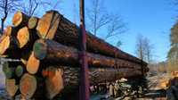 Sosna tartaczna drewno kłoda drewno budowlane