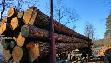 Sosna tartaczna drewno kłoda drewno budowlane