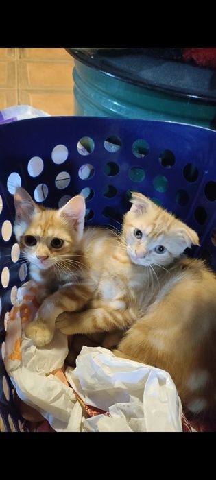 Котята шотландские