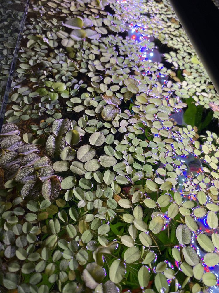 Roslina Salvinia