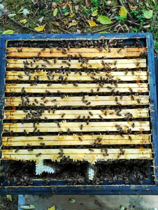 POLSKIE MIODY - Miód z Własnej Pasieki / DARMOWY DOWÓZ | Bez chemii !