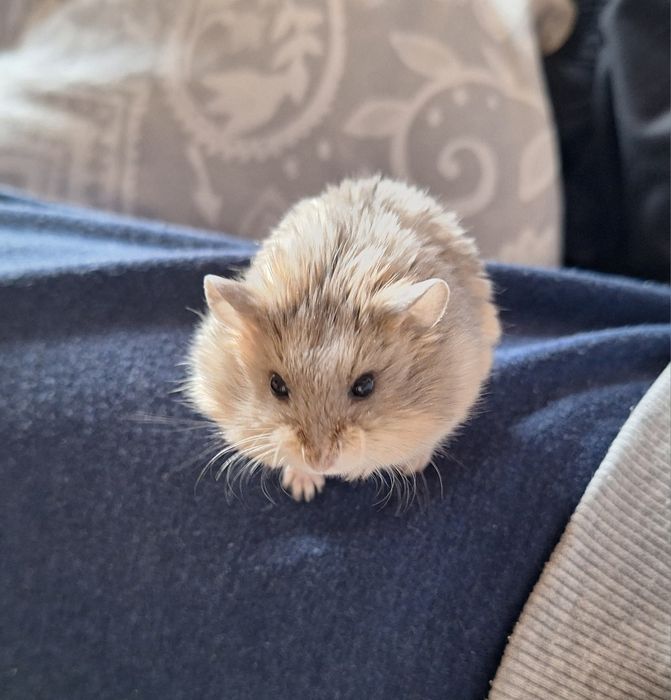 Chomiczki mlode zabajkanskie samce samica satynowe