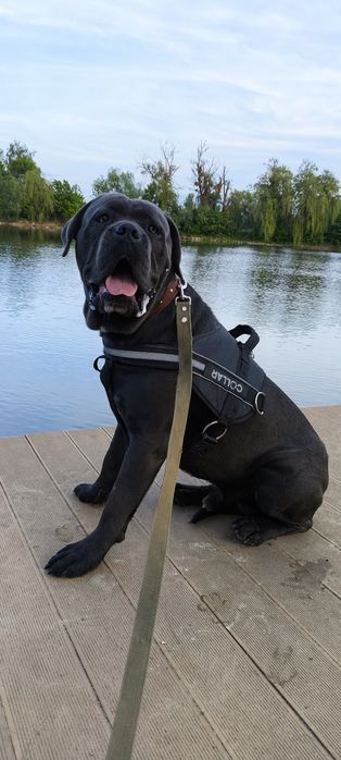 кане Корсо з документами ксу хлопчики і дівчатка