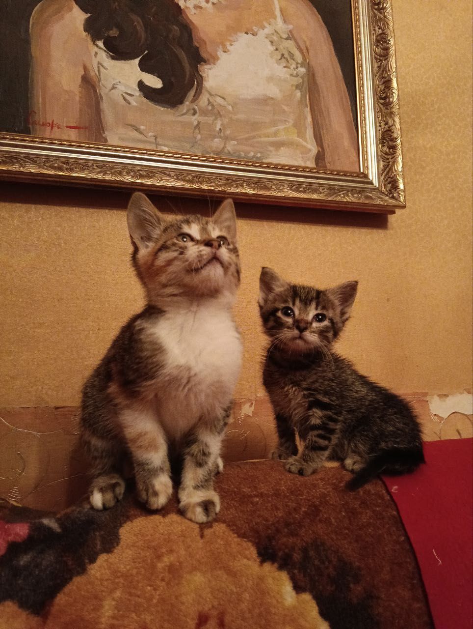 Милые котята бесплатно