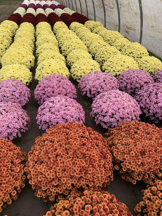 Chryzantemy drobnokwiatowe i wielkokwiatowe hurt-detal