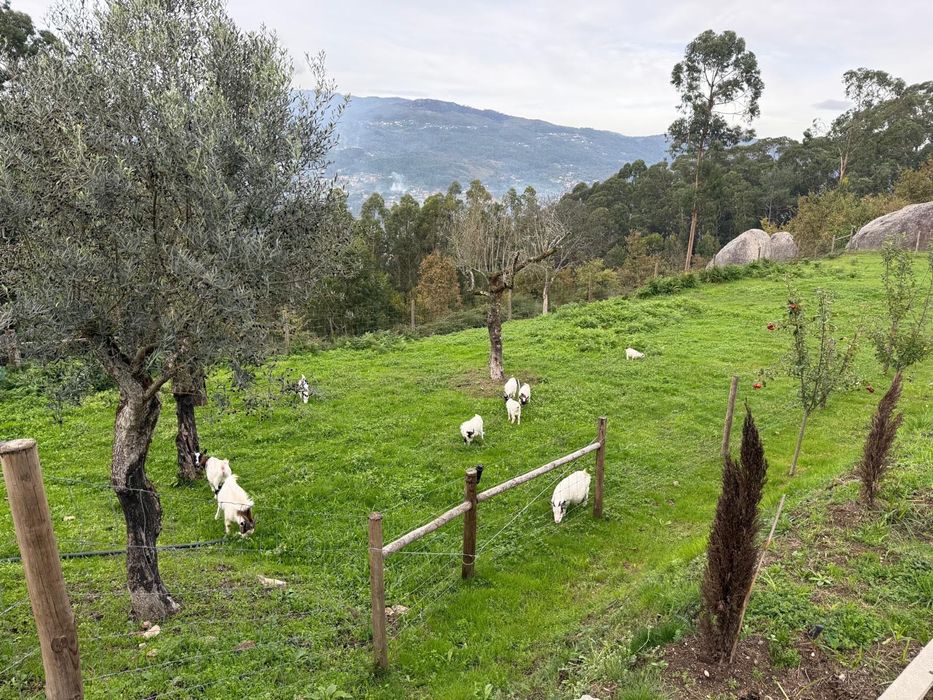 8 Cabras     anãs