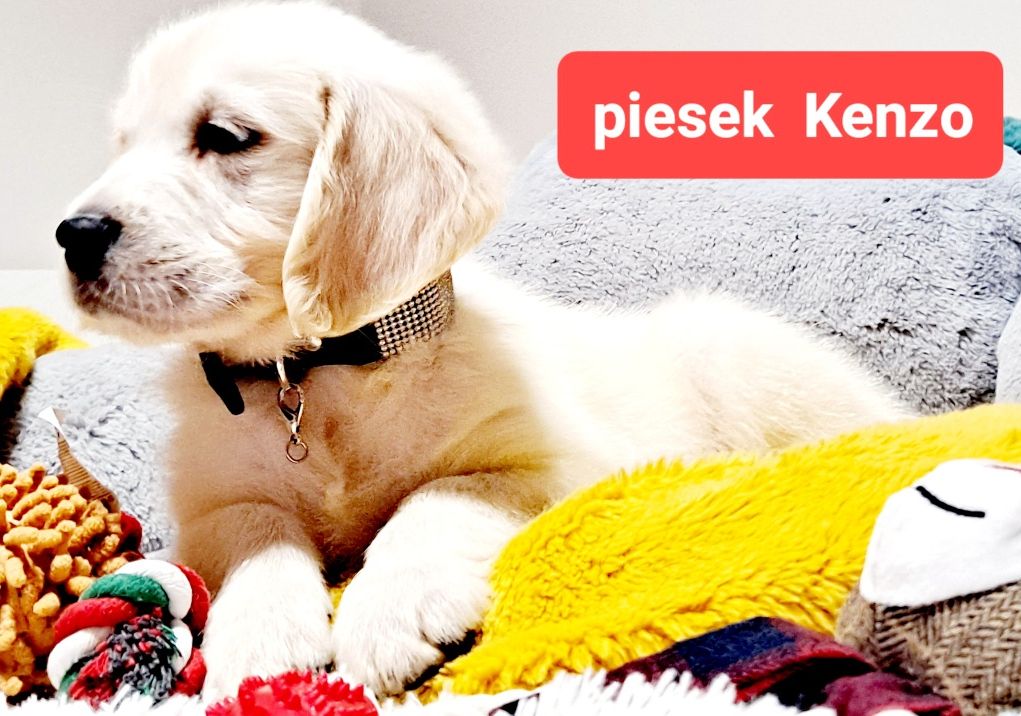 ŚLICZNY  !!! jasny piesek Kenzo Golden Retriever RODZICE BEZ DYSPLAZJI