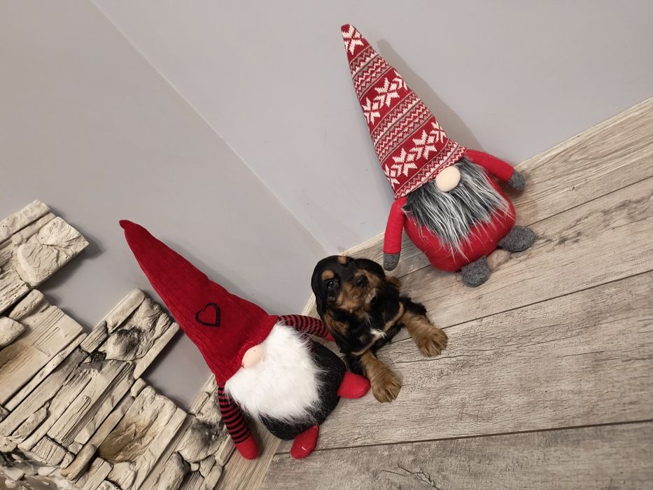 Cocker Spaniel Angielski