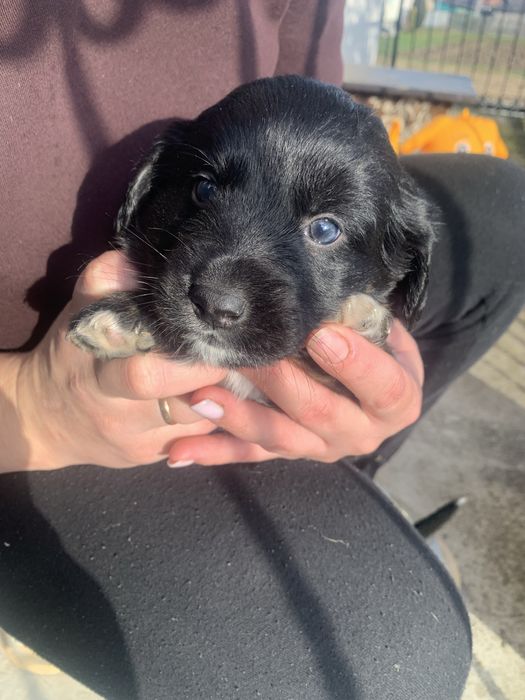 Віддам щенят метис у добрі руки