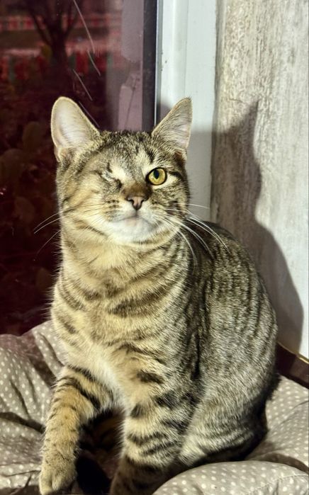 Красиве кошеня хлопчик