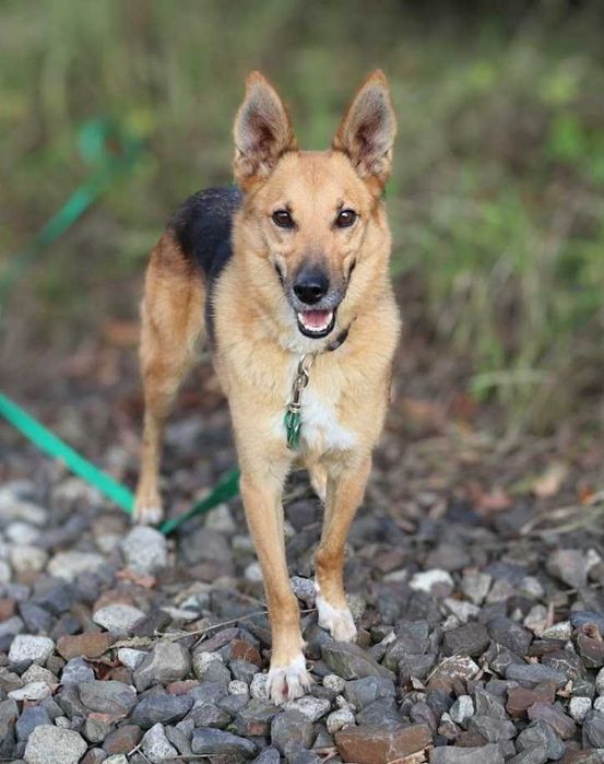spokojny i łagodny piesek czeka na dom