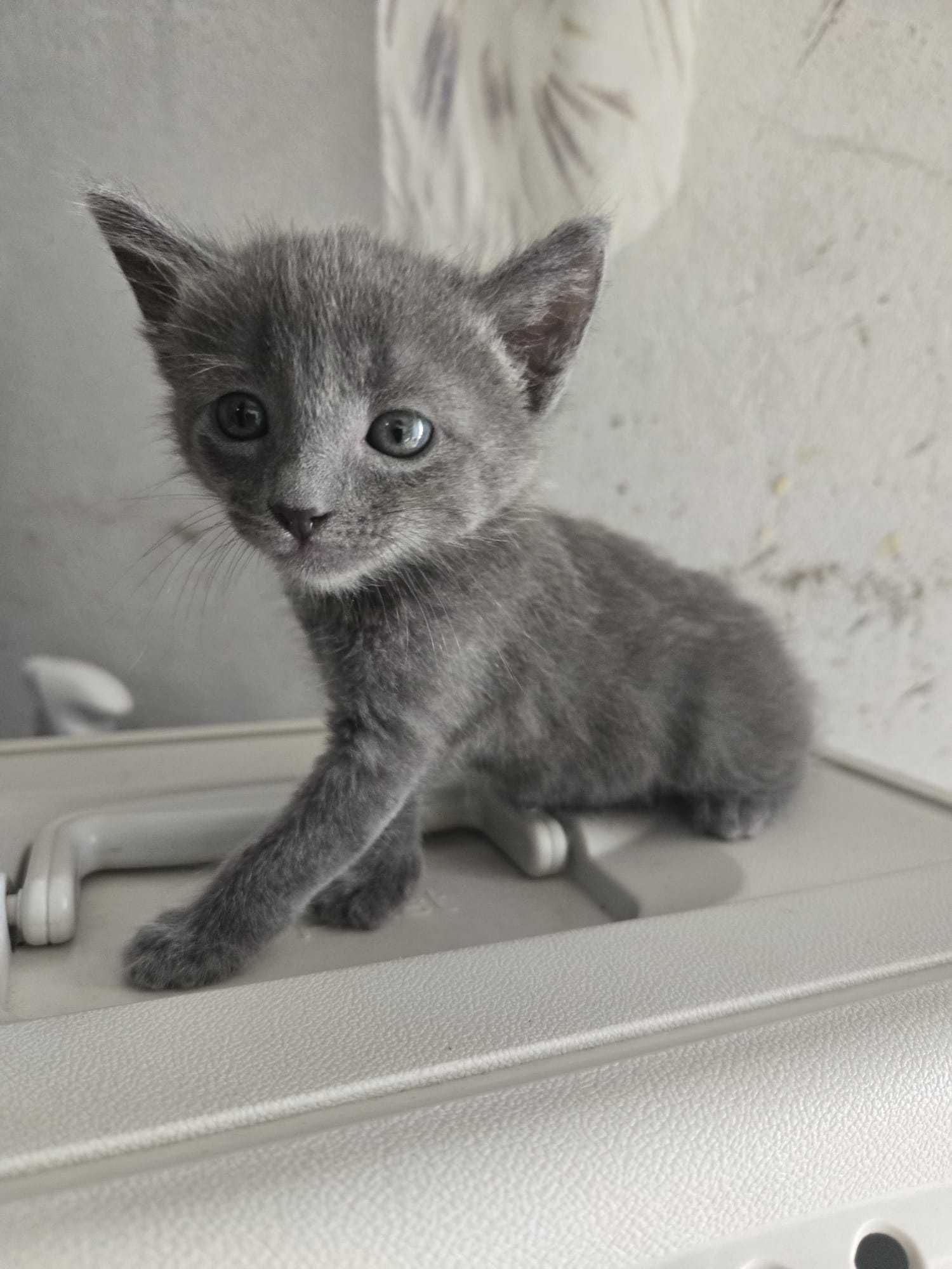 Gatinhos bebés para adoção consciente