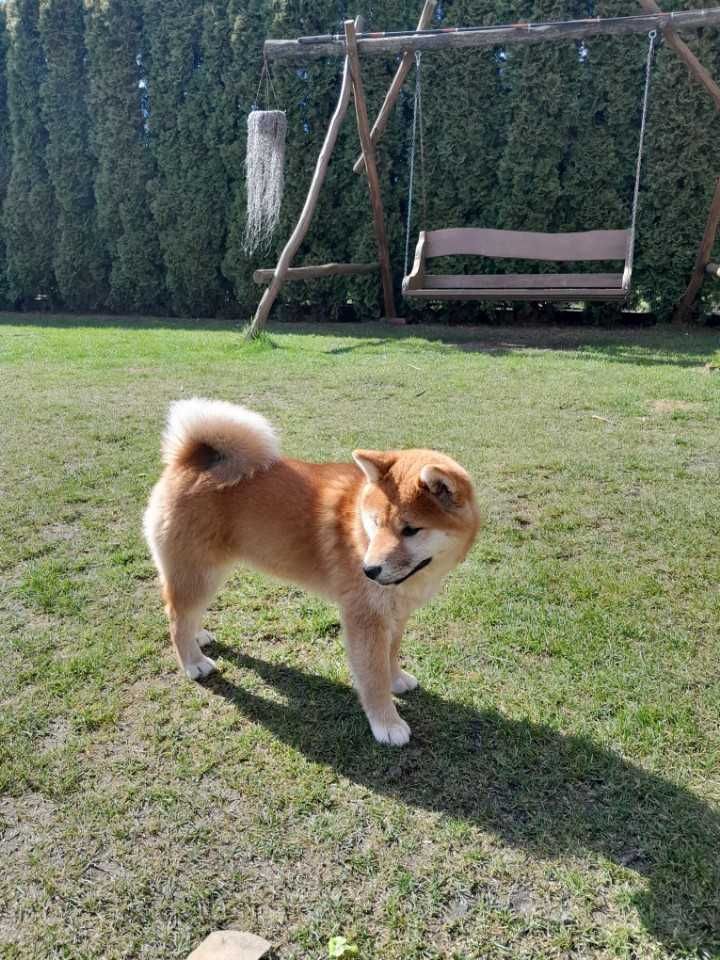 Shiba Inu ZKwP FCI dwie suczki