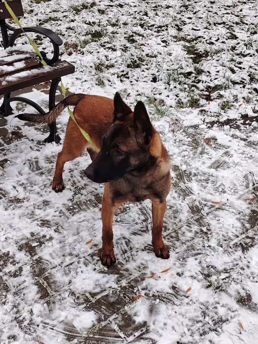 Owczarek Belgijski oddam max 50km