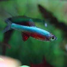 Razbora Axelroda BLUE - Sundadanio axelrodi - Rasbora - dowóz