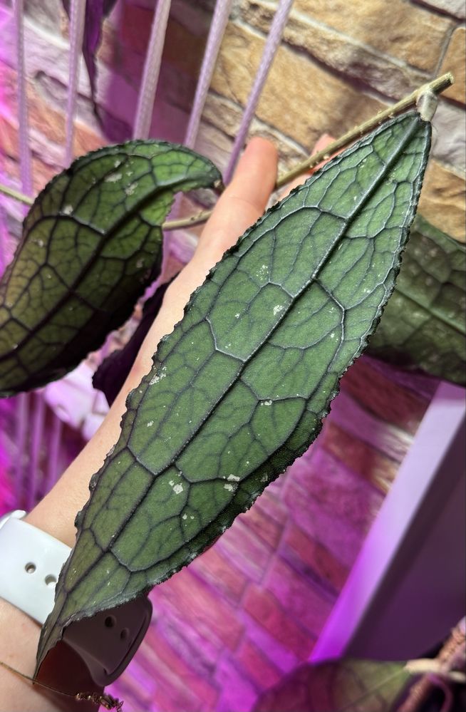 Хойя Hoya clemensiorum sp. Aceh