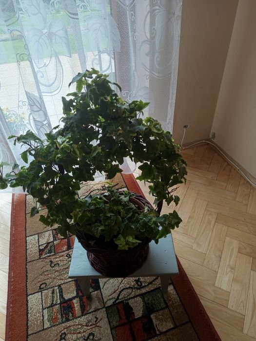 Roślina żywa ozdobna w koszyczku