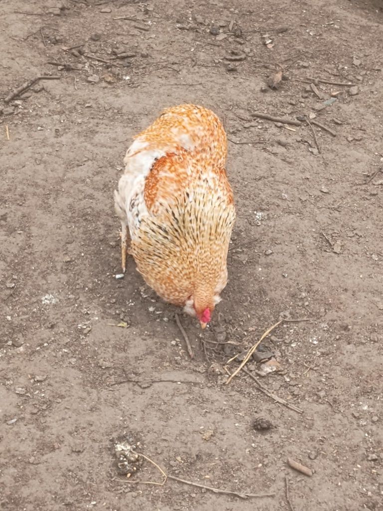 Sprzedam koguty i kurki