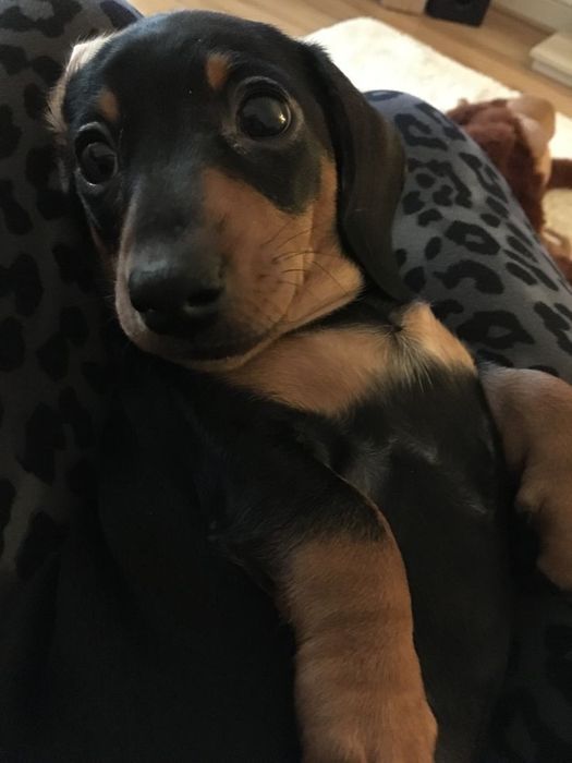 Чорно-підпалі цуценята такси – мрія для кожного!