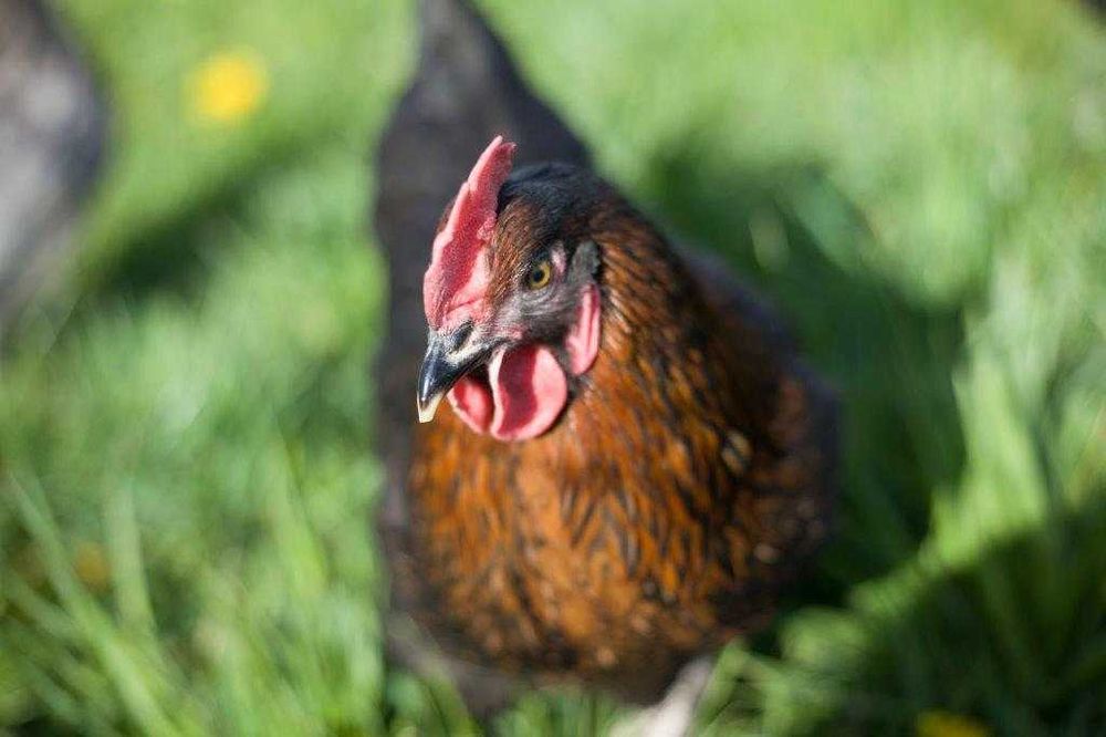 Kury Kokoszki Nioski