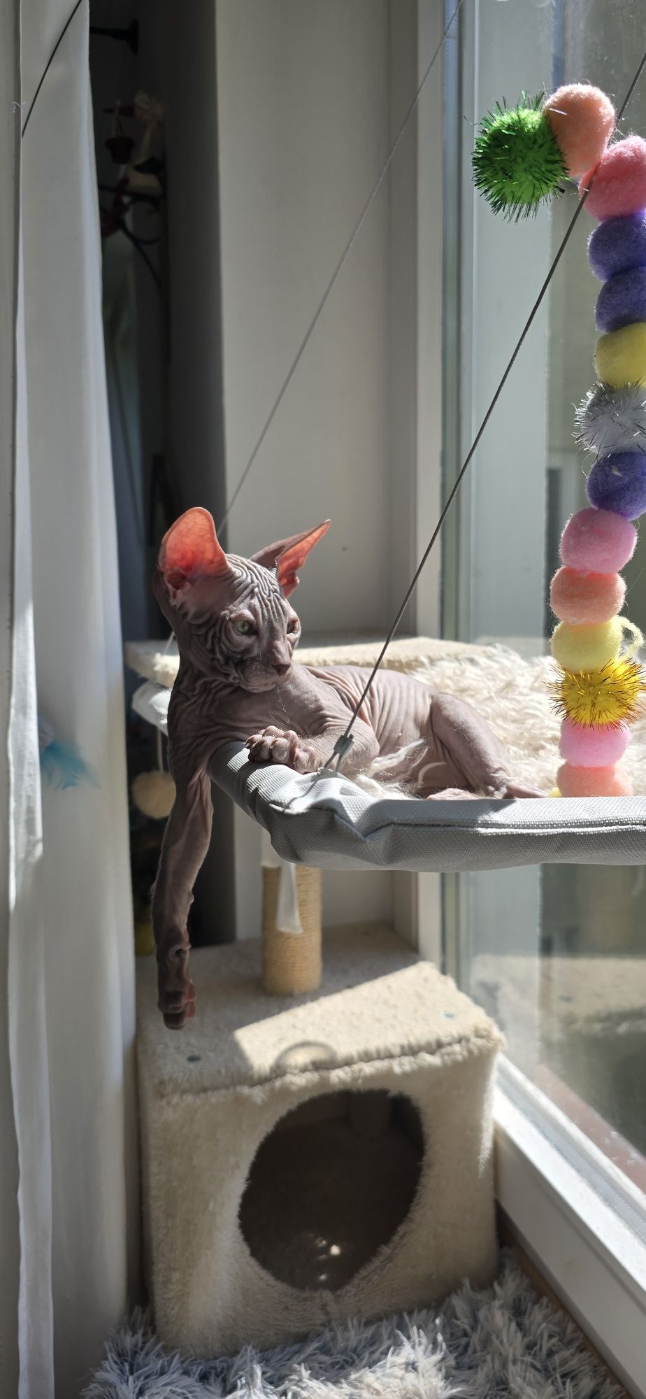 WCF DON Sphynx kotek
