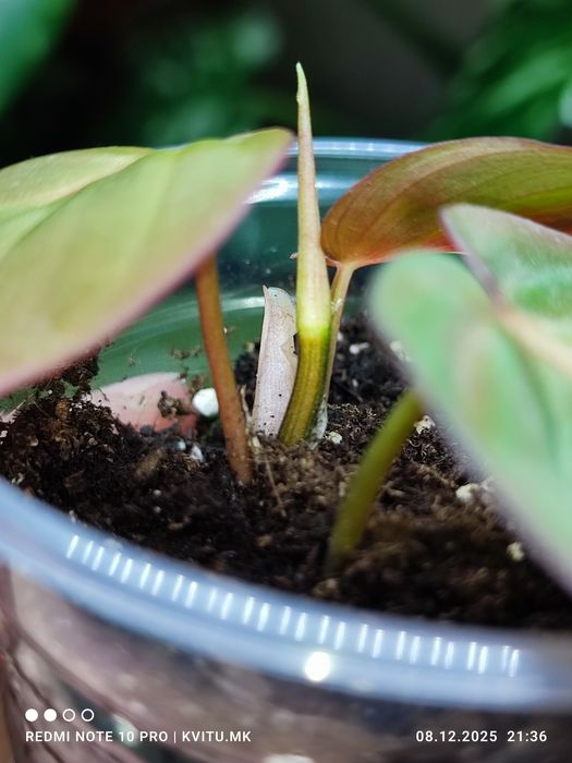 Філодендрон міканс пінк вар