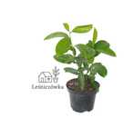 Laurowiśnia ‘Caucasica’ (Wschodnia)