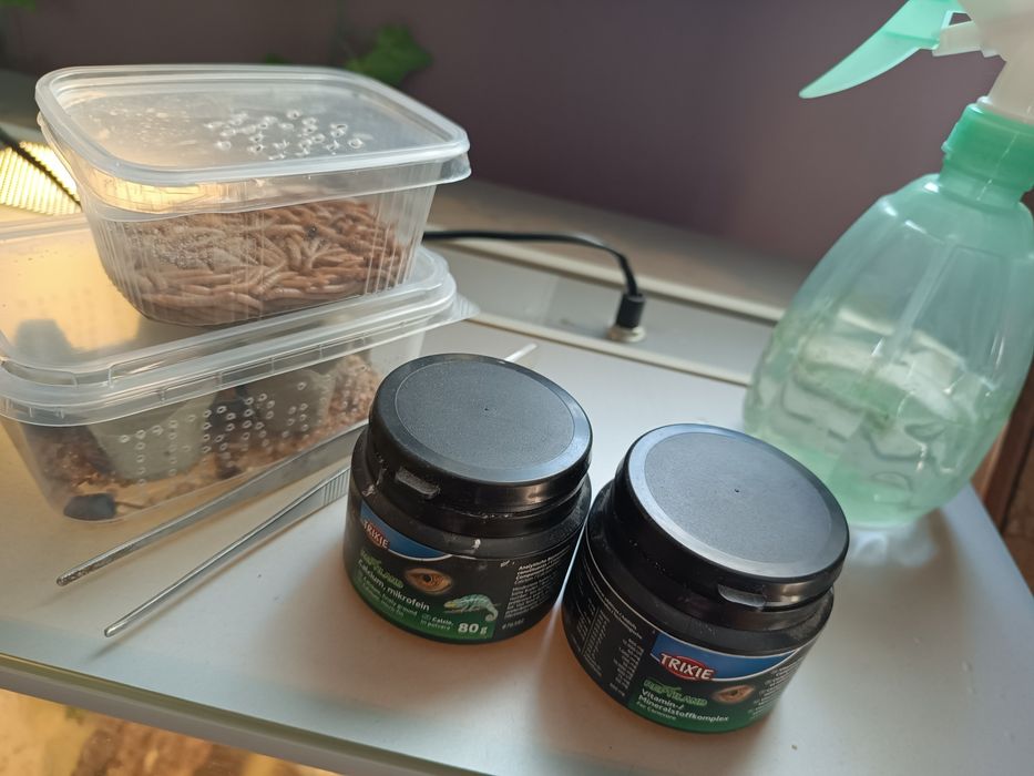 Agama brodata + terrarium + GRATISY