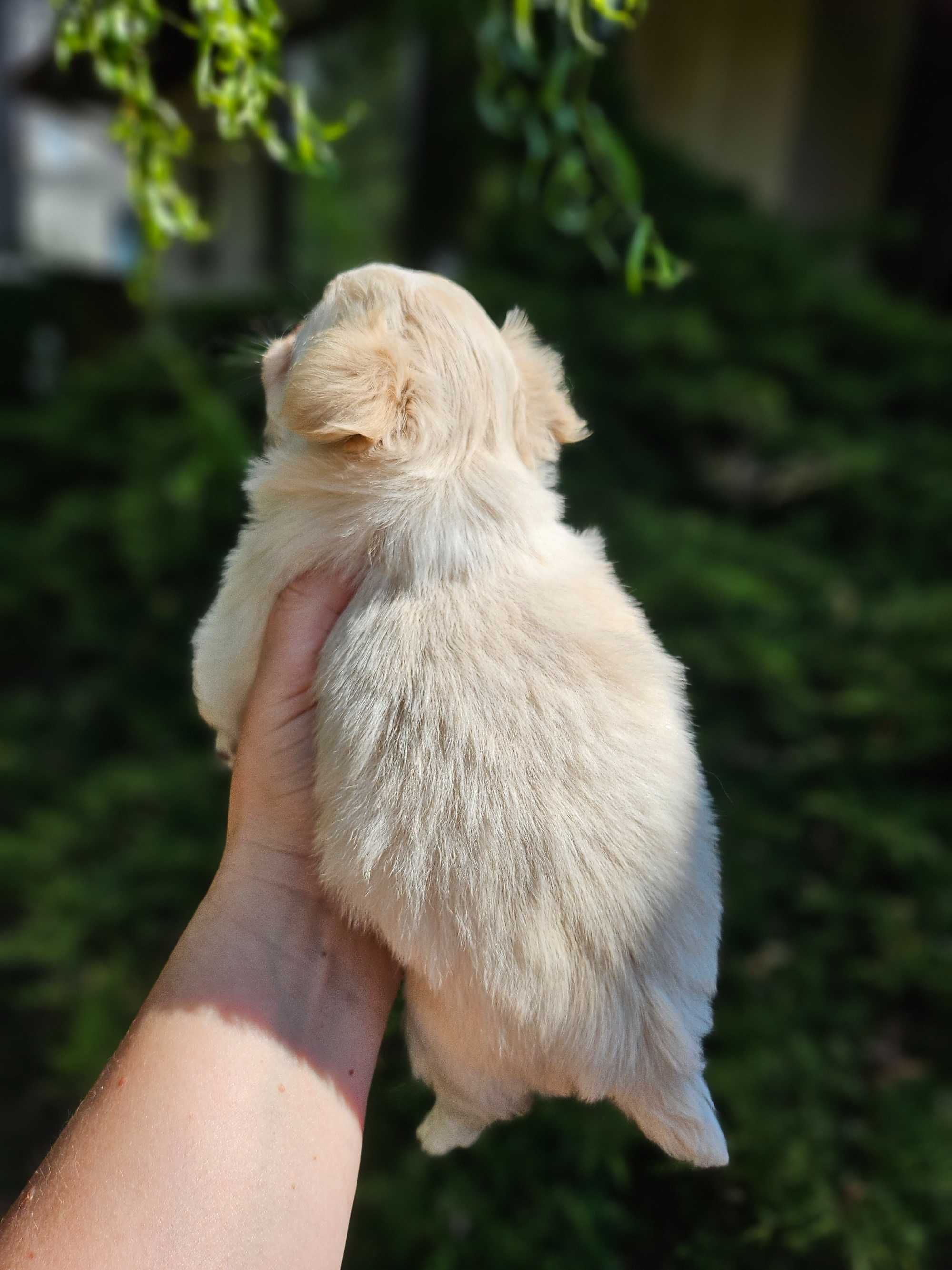 Chihuahua piesek długowłosy hodowla zarejstrowana ZKwP FCI