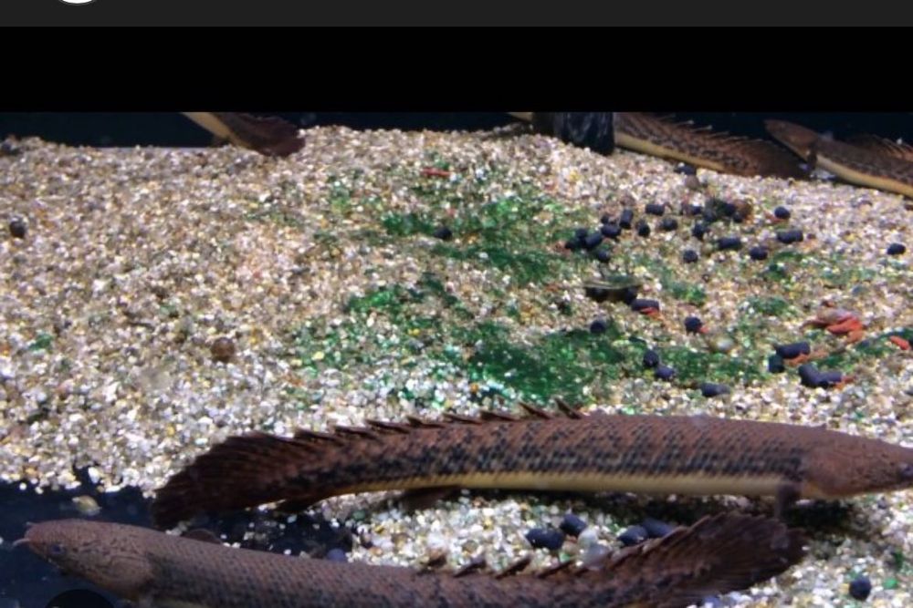 Полиптерус Таугелсли