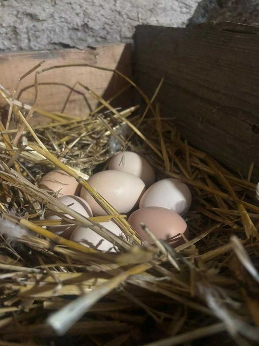 Свіжі домашні курячі яйця — продаж від господаря!