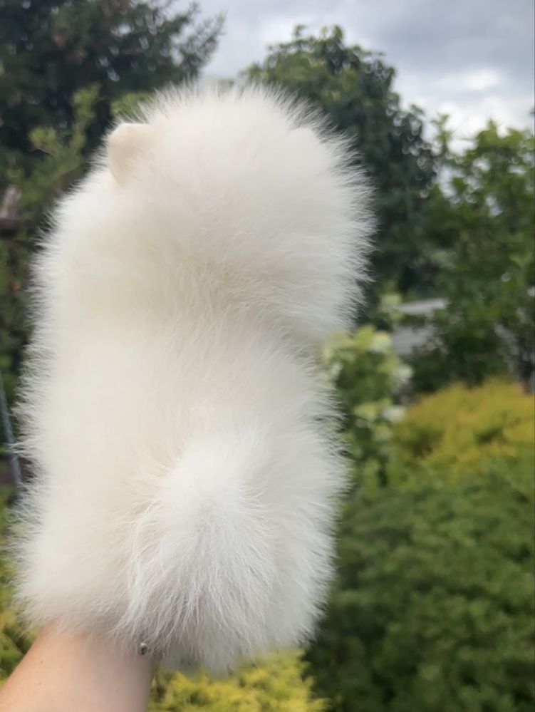 Szpic miniaturowy pomeranian bialy kremowy