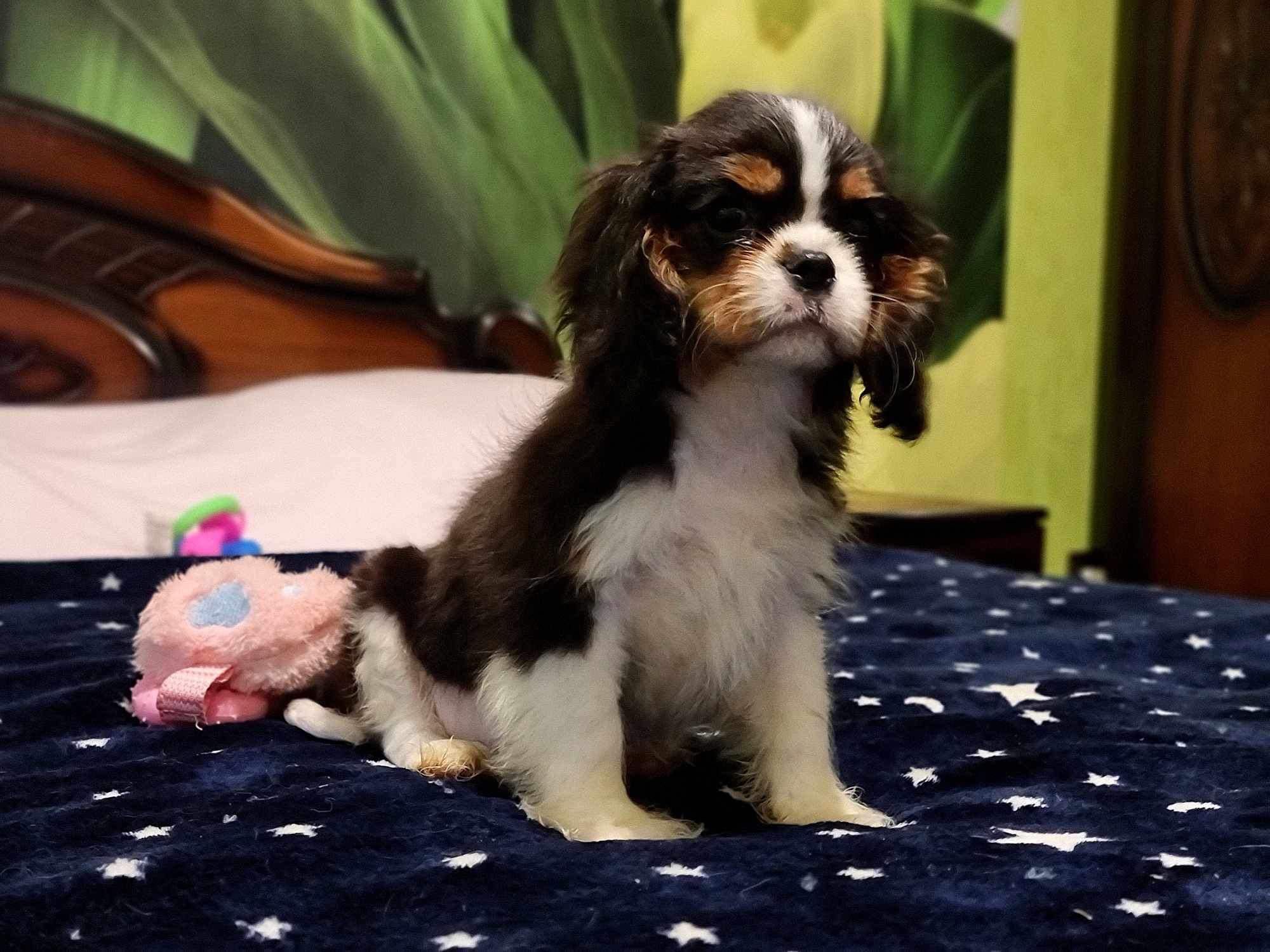 Bebe Cavalier King Charles Spaniel