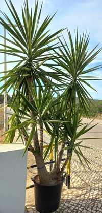 Yucca 2,5-2,7m várias ramificações